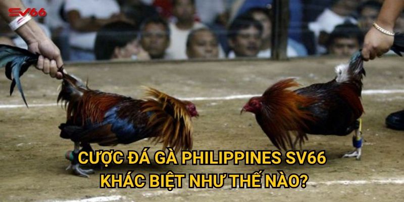 Cược đá gà Philippines SV66 khác biệt như thế nào?