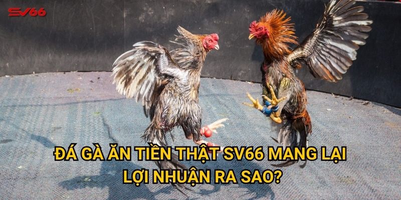 Đá gà ăn tiền thật SV66 mang lại lợi nhuận ra sao?