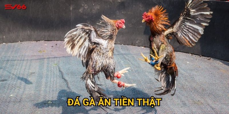 Cơ hội kiếm tiền từ đá gà ăn tiền thật tại SV66 như thế nào?