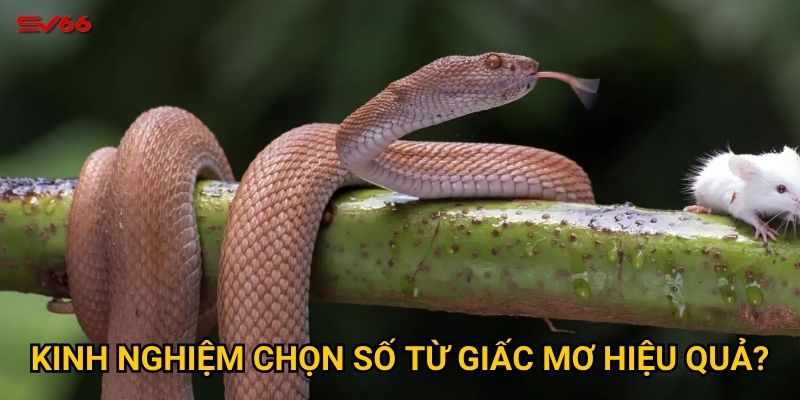 Kinh nghiệm chọn số từ giấc mơ hiệu quả?