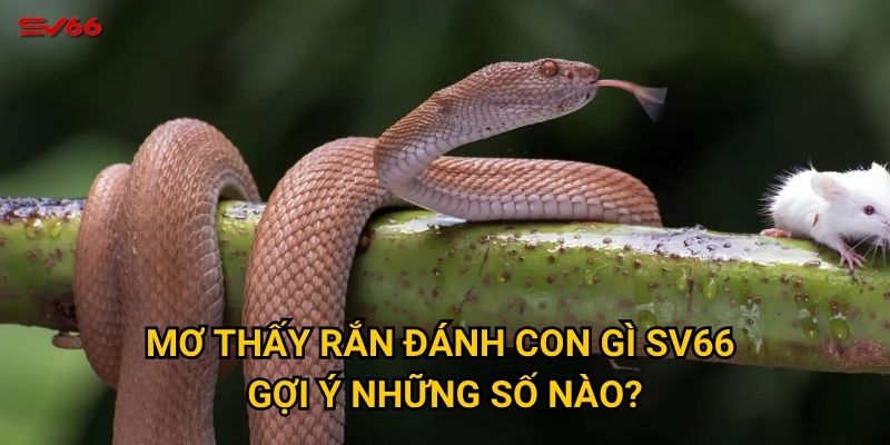 Mơ thấy rắn đánh con gì SV66 gợi ý những số nào?