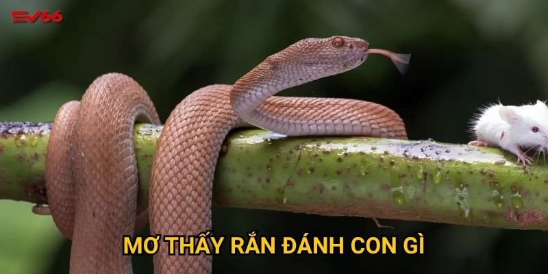 Bạn có biết mơ thấy rắn đánh con gì khi chơi xổ số tại SV66?